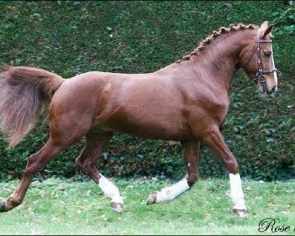 Deckhengst Sexy Boy du Routhou (Französisches Pony, 2006, von Najisco D'Haryns)