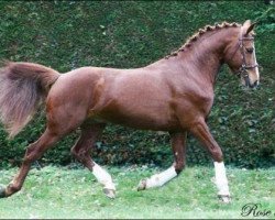 Deckhengst Sexy Boy du Routhou (Französisches Pony, 2006, von Najisco D'Haryns)