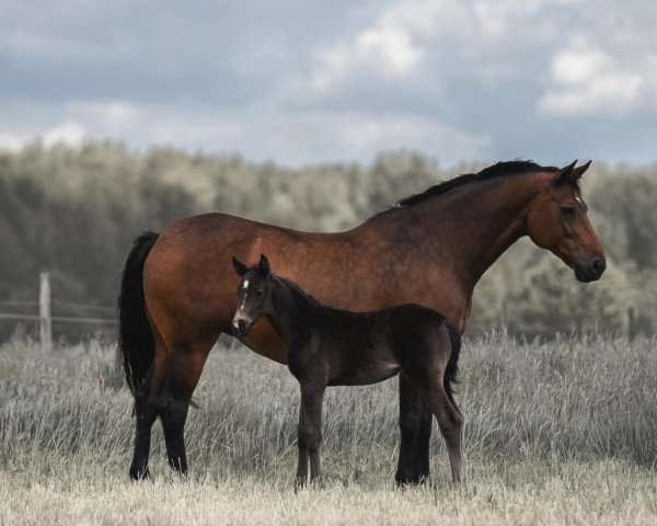 Zuchtstute Corinthe (KWPN (Niederländisches Warmblut), 2007, von De Niro)