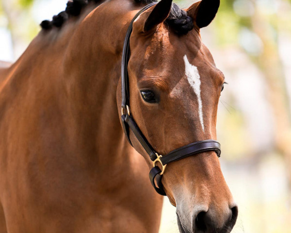 Zuchtstute Special Lady (Deutsches Reitpony, 2019, von Rob Roy van Het Klavertje)