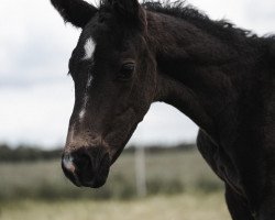 dressage horse Miss Dior T (Hanoverian, 2021, from DSP Marc Cain)