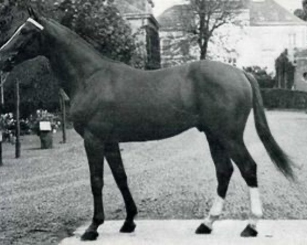 stallion Le Verglas AA (Anglo-Arabs, 1963, from Tetouan AA)