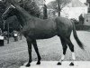 stallion Le Verglas AA (Anglo-Arabs, 1963, from Tetouan AA)