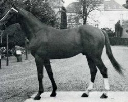 Deckhengst Le Verglas AA (Anglo-Araber, 1963, von Tetouan AA)