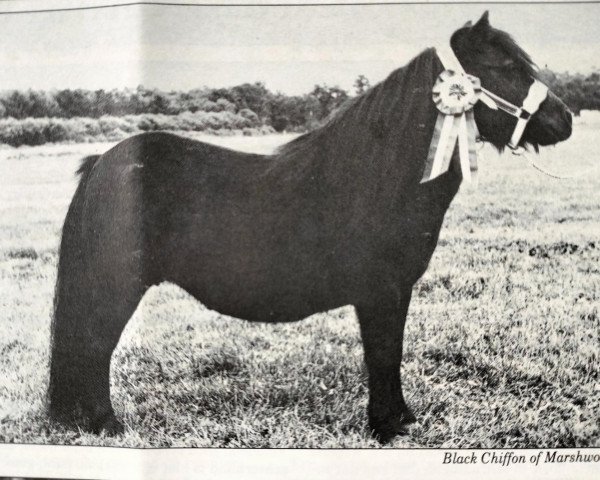 broodmare Black Chiffon of Marshwood (Shetland Pony, 1972, from Baron of Marshwood)