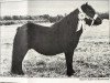 Zuchtstute Black Chiffon of Marshwood (Shetland Pony, 1972, von Baron of Marshwood)