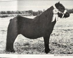 Zuchtstute Black Chiffon of Marshwood (Shetland Pony, 1972, von Baron of Marshwood)