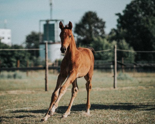 dressage horse Grace T (Hanoverian, 2022, from GALAXY)