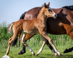 dressage horse Copyright Champion JB (German Riding Pony, 2023, from FS Champion de Luxe)