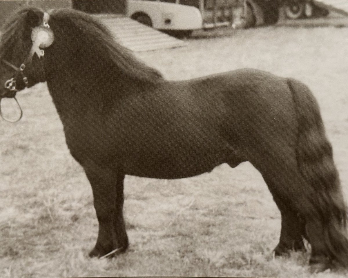 stallion Baron of Marshwood (Shetland Pony, 1962, from Supremacy of Marshwood)