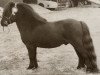 stallion Baron of Marshwood (Shetland Pony, 1962, from Supremacy of Marshwood)