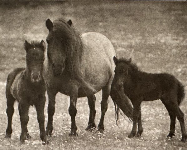 Zuchtstute Ninon of Marshwood (Shetland Pony, 1961, von Firebird)