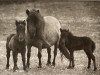 Zuchtstute Ninon of Marshwood (Shetland Pony, 1961, von Firebird)