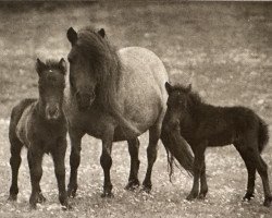 broodmare Ninon of Marshwood (Shetland Pony, 1961, from Firebird)