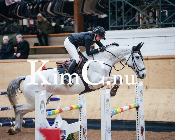 Springpferd I Am Gold EV (Belgium Sporthorse, 2014, von Indian Gold van Castershoeve)