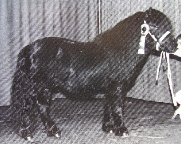 stallion Deandy van Stal Possemis (Shetland Pony, 1989, from Newton van Dorpzicht)