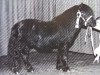 Deckhengst Deandy van Stal Possemis (Shetland Pony, 1989, von Newton van Dorpzicht)