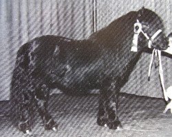 Deckhengst Deandy van Stal Possemis (Shetland Pony, 1989, von Newton van Dorpzicht)