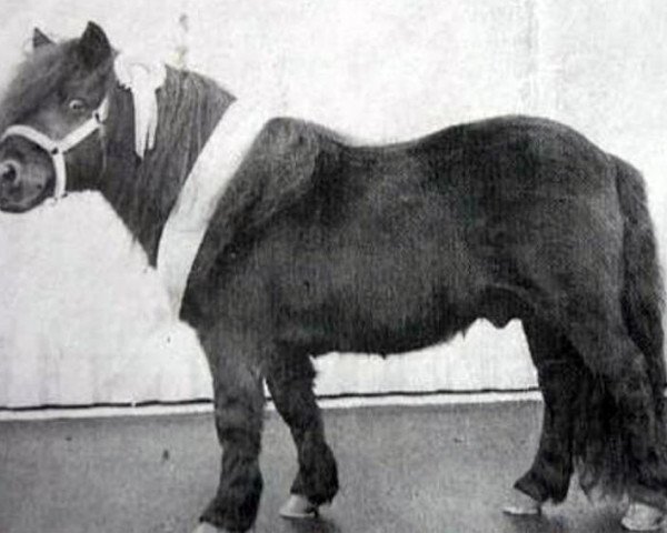 Deckhengst Nero van de Olde Maten (Shetland Pony, 1977, von Rosson of Transy)