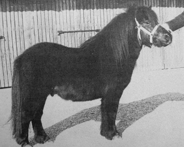 Deckhengst Noran van de Vuurbaak (Shetland Pony, 1977, von Joliet van Spuitjesdom)