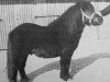 stallion Noran van de Vuurbaak (Shetland Pony, 1977, from Joliet van Spuitjesdom)
