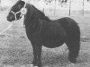 Zuchtstute Dunstall Delight (Shetland Pony, 1972, von Wells Imperial)