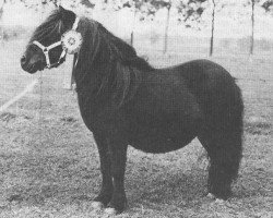 broodmare Dunstall Delight (Shetland Pony, 1972, from Wells Imperial)