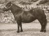 Zuchtstute Primula of Marshwood (Shetland Pony, 1958, von Sprinter of Marshwood)