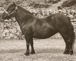 Zuchtstute Primula of Marshwood (Shetland Pony, 1958, von Sprinter of Marshwood)