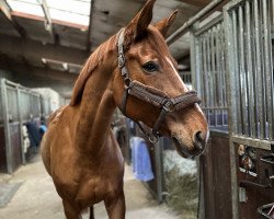 jumper La Ola 11 (German Sport Horse, 2012, from Levistano)