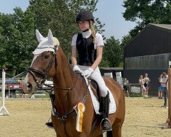 dressage horse Honneur 6 (Trakehner, 2004, from Insterburg TSF)