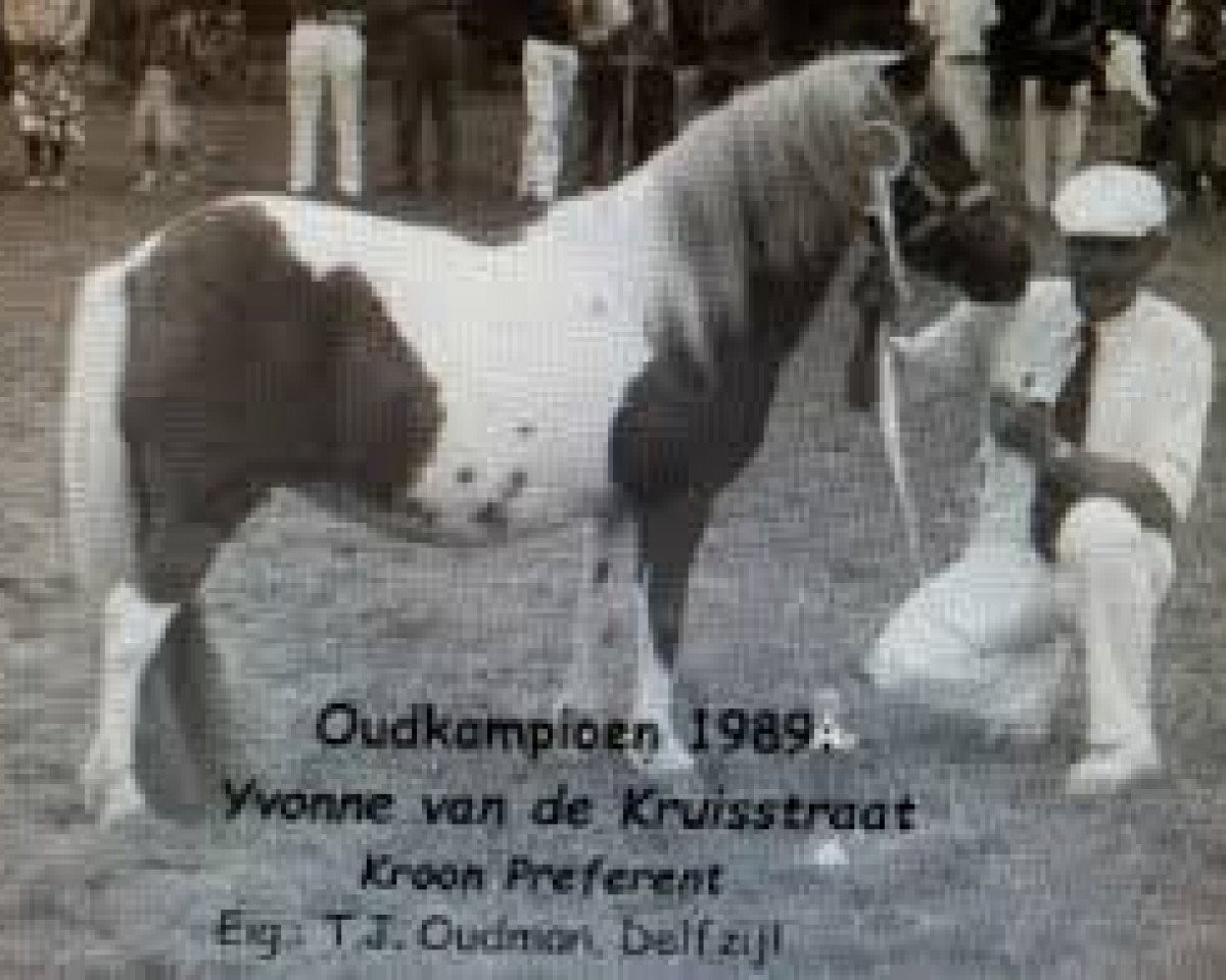 Zuchtstute Yvonne van de Kruisstraat (Shetland Pony, 1985, von Kismet van Bunswaard)