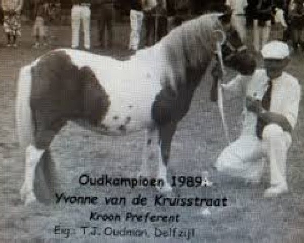 broodmare Yvonne van de Kruisstraat (Shetland Pony, 1985, from Kismet van Bunswaard)