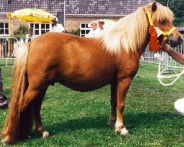 Zuchtstute Erica van Hoeve Eelwerd (Shetland Pony, 1990, von Tempo v.d. Zandkamp)