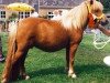 broodmare Erica van Hoeve Eelwerd (Shetland Pony, 1990, from Tempo v.d. Zandkamp)