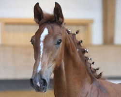 jumper Dytona (German Sport Horse, 2020, from Diago)