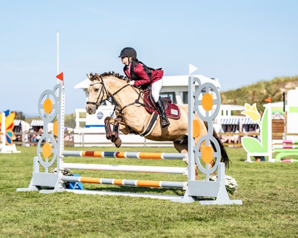 Springpferd Golden Sinclair (Deutsches Reitpony, 2014, von Golden State 2)