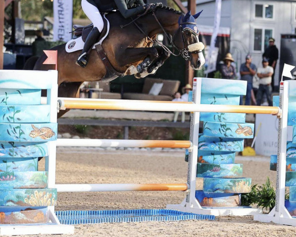 jumper Guatamala (KWPN (Royal Dutch Sporthorse), 2011, from Ukato)