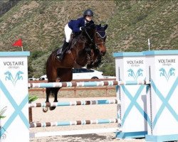 broodmare Cadour 2 (Oldenburg show jumper, 2009, from Cador 5)