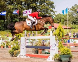 jumper Euro Blue (KWPN (Royal Dutch Sporthorse), 2009, from Zirocco Blue)