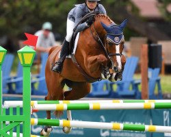 jumper Cest La Vie Velvety (Oldenburg show jumper, 2011, from Cartoon)