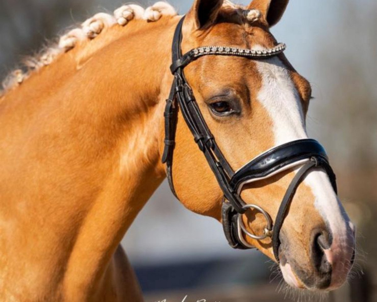 dressage horse Daimler du Bois (German Riding Pony, 2017, from Diamond Touch NRW)