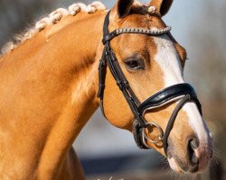 dressage horse Daimler du Bois (German Riding Pony, 2017, from Diamond Touch NRW)