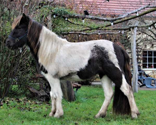horse Pandra vom Laekurhof (Iceland Horse, 2017)