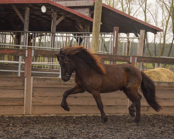 Pferd Strakur vom Laerkurhof (Islandpferd, 2020)