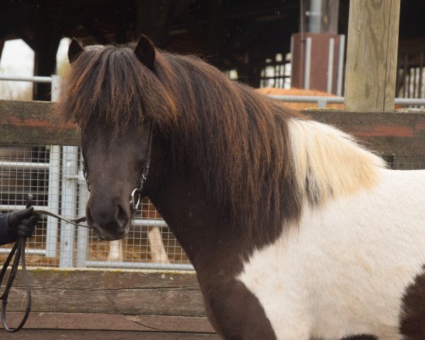 Pferd Nupur vom Laekurhof (Islandpferd, 2020)