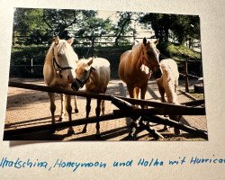 Zuchtstute Hratschina (Tschechisches Warmblut, 1982, von Husar hrádecký)