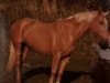 broodmare Holka (Palomino, 1977, from 993 Alarm-103)