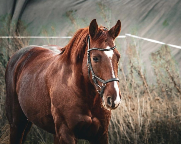 horse Bruno Brentano (German Warmblood, 2010, from Brentano II)