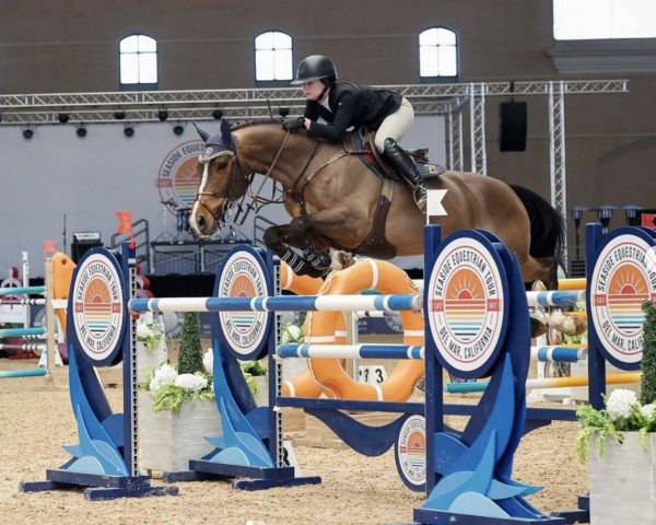 jumper Calco de Trivera (Spanish Sport Horse, 2011, from Calypso)